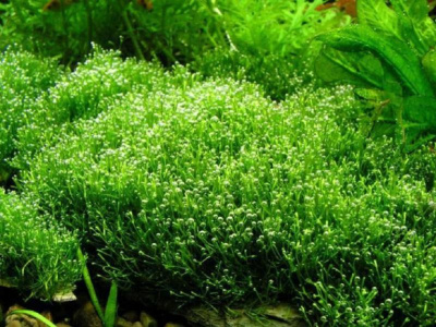 Риччия Амано (тонущая), 10 гр,