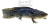 Аксолотль Темный Рыцарь, M Ambystoma mexicanum Аксолотль Темный Рыцарь, M Ambystoma mexicanum
