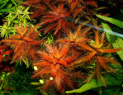 Прозерпинака Палюстрис, с грузом