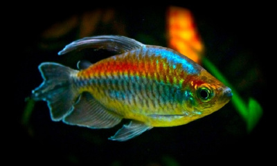 Тетра Конго