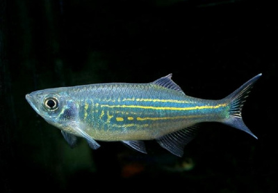 Данио Малабарский  Danio aequipinnatus