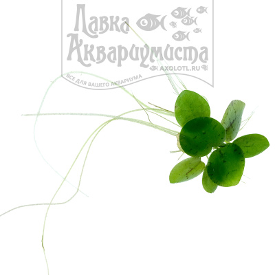 Лимнобиум Плавающий, шт