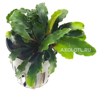 Буцефаландра Зеленая Волнистая, в горшочке