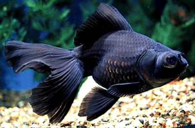 Телескоп Чёрный, Бабочка (M) Carassius auratus Телескоп Чёрный, Бабочка (M) Carassius auratus