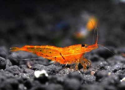 Креветка Оранжевый тигр Neocaridina Sp.
