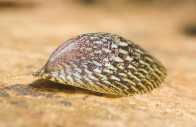 Улитка Септария Фарфоровая