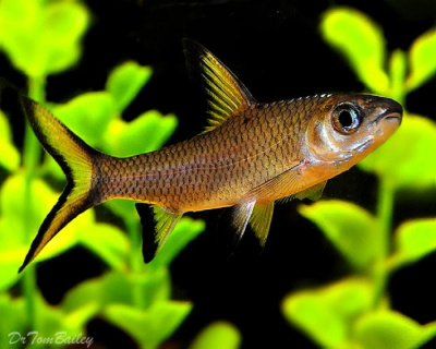 Барбус Акулий M Balantiocheilus melanopterus