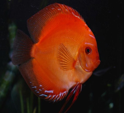 Дискус Рэд Мелон, ML Symphysodon