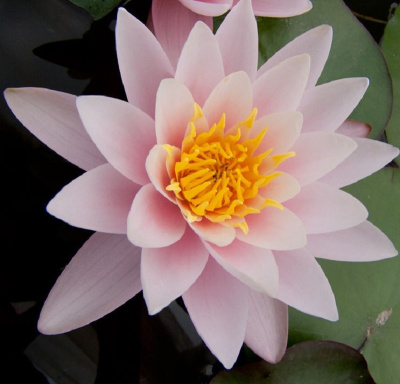 Nymphaea Marliacea Carnea - бело-розовая, средний сорт