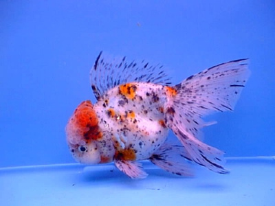 Оранда ситцевая (M) Carassius auratus