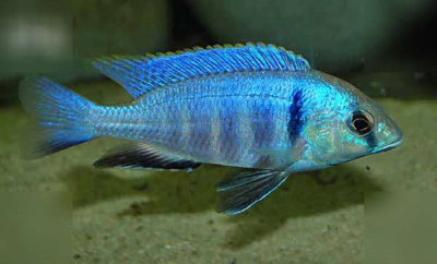 картинка Джексон от магазина