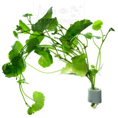 Гидрокотила Белоголовая, с грузом Гидрокотила Белоголовая, с грузом