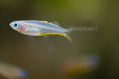 Радужница Попондетта Фурката