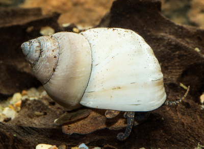 Улитка Призрак Форте