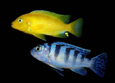 Псевдотрофеус Ломбардо