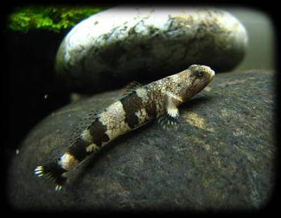 Бычок Радужный Rhinogobius sp.