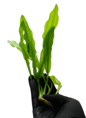 Эхинодорус Майор, с грузом Echinodorus Major