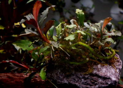 Буцефаландра Bucephalandra sp. Black Round