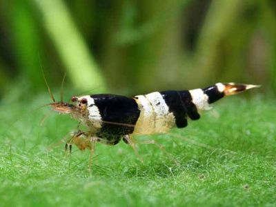 Креветка Чёрный кристалл Neoncardina sp.