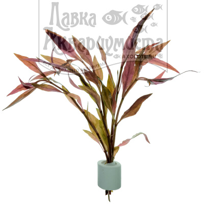 Альтернантера Кардинальская, с грузом