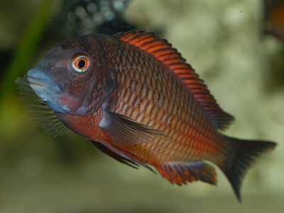 Трофеус Мура Молиро