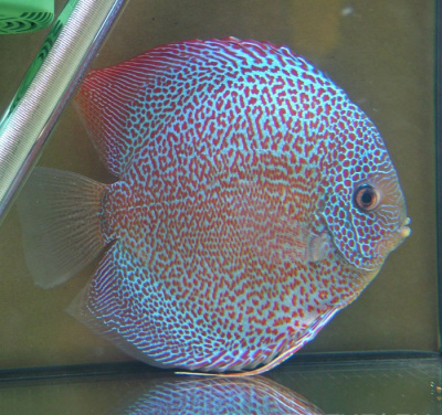Дискус Леопард Змеиная кожа, SM Symphysodon