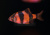 Барбус Суматранский КРАСНЫЙ (GloFish) светящийся