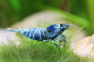 картинка Креветка Caridina cf. cantonensis Taiwan bee Blue Bolt (BB) от магазина