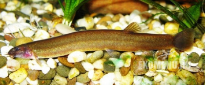 Вьюн шоколадный (акантофтальмус) Pangio pangia