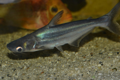 Акулий сом Hi Fin Pangasius sanitwongsei