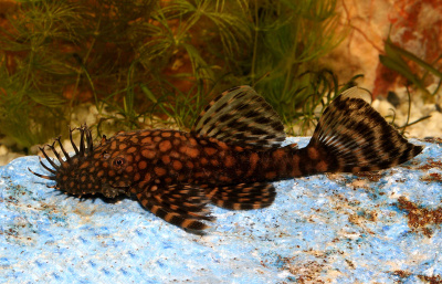 Анциструс Рио Парагвай Ancistrus sp,