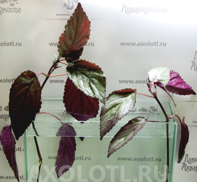 Хемиграфис Колората, шт