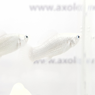 Моллинезия Серебряная Моллинезия Серебряная