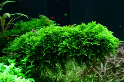 TROPICA Мох везикулария Крисмас (меристемное растение)
