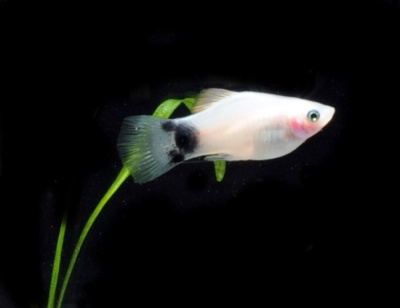 Пецилия Микки Маус Серебряный