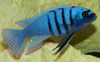 картинка Цинотеляпия ХАРА ГАЛЛИРЕЯ РИФ от магазина