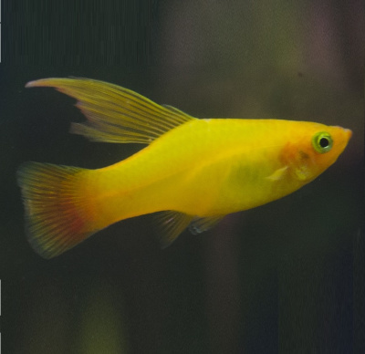 картинка Пецилия Высокоплавничная Золотая от магазина