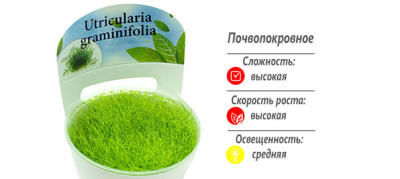 Утрикулярия (меристемное растение)