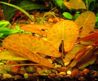 Нимфея Карликовая Санта-Рэм (без бульбы), шт