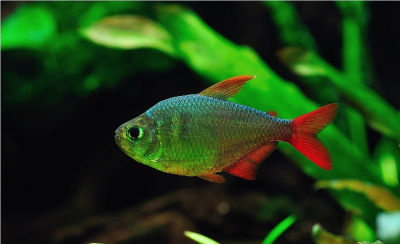 Тетра Сапфировая