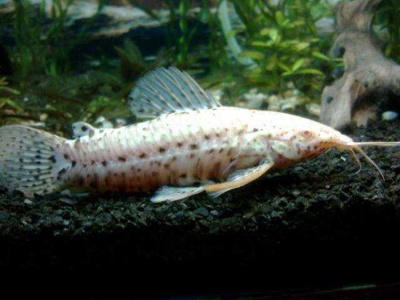 Сом Таракатум Альбино