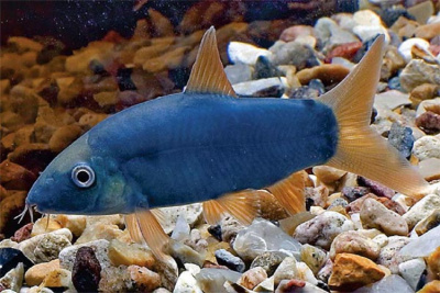 Боция Модеста Синия Botia modesta Боция Модеста Синия Botia modesta