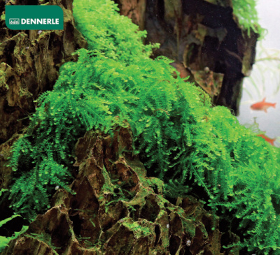 Мох Везикулария Плакучая In-Vitro, (меристемное растение), ф60х40 мм