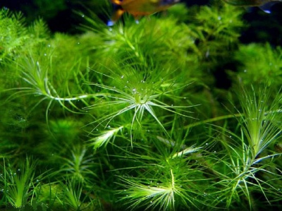 Лагаросифон Мадагаскарский, с грузом