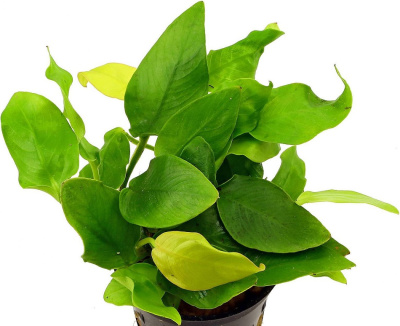 Анубиас Нана Голден, шт Anubias species Golden