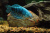 Гурами Мраморный, L Trichogaster trichopterus Гурами Мраморный, L Trichogaster trichopterus