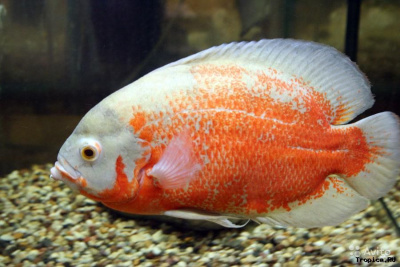 Астронотус Красный, M Astronotus ocellatus