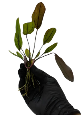 Эхинодорус Афлейм, с грузом