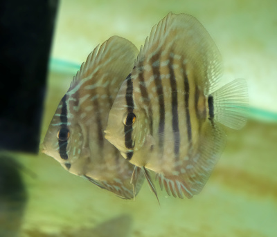 Дискус Кобальт Symphysodon