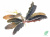 Буцефаландра Годзилла, шт Буцефаландра Годзилла, шт